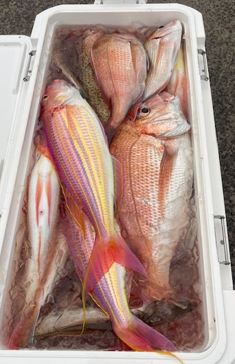 五島灘で豪快な磯釣り